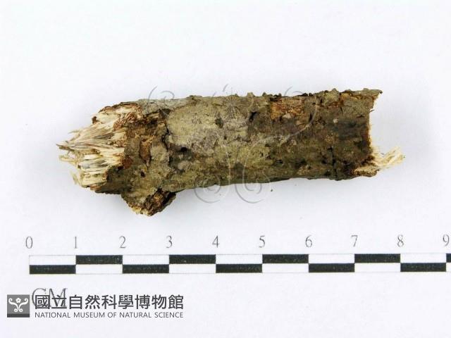 射脈菌屬藏品圖，第4張
