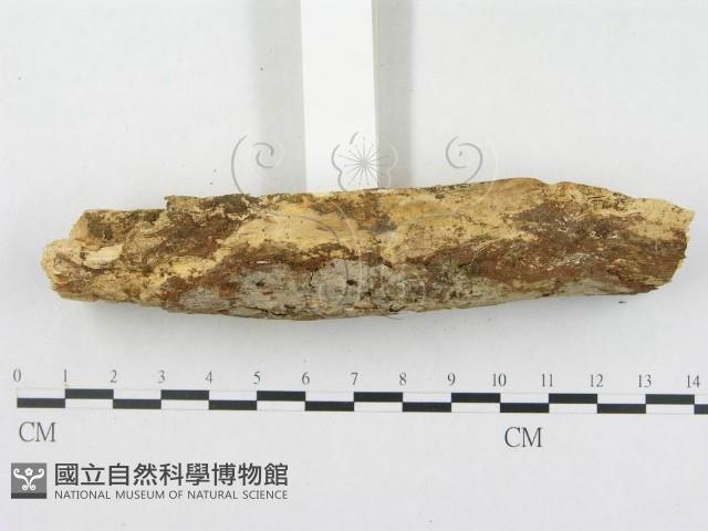 登錄號:F0000297藏品圖，第4張