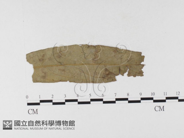 登錄號:F0026297藏品圖，第4張
