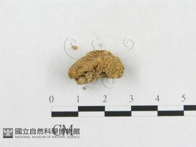 登錄號:F0002297藏品圖，第4張