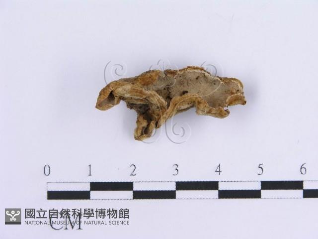 登錄號:F0007297藏品圖，第4張