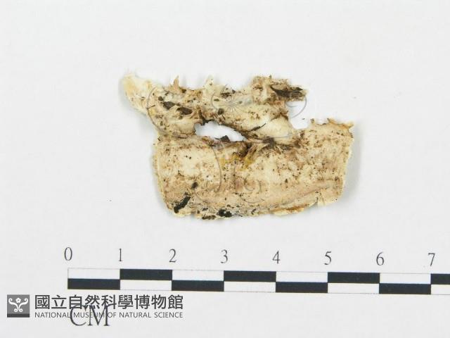 登錄號:F0017297藏品圖，第4張