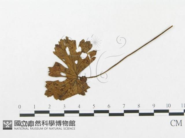 登錄號:F0019297藏品圖，第4張