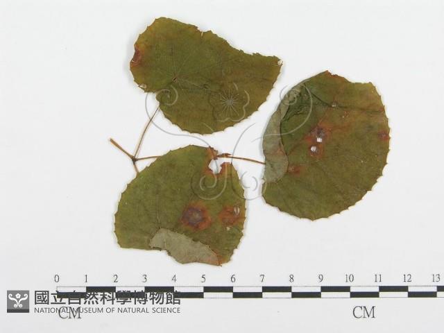 登錄號:F0018897藏品圖，第4張