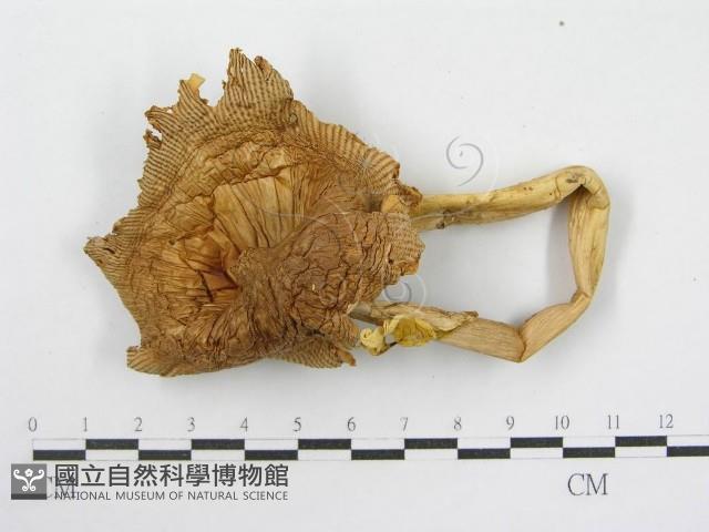 登錄號:F0010997藏品圖，第4張