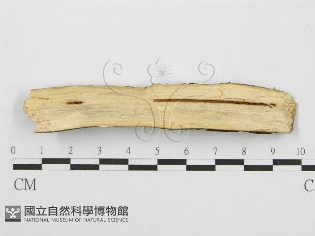 筍殼菌屬藏品圖，第4張