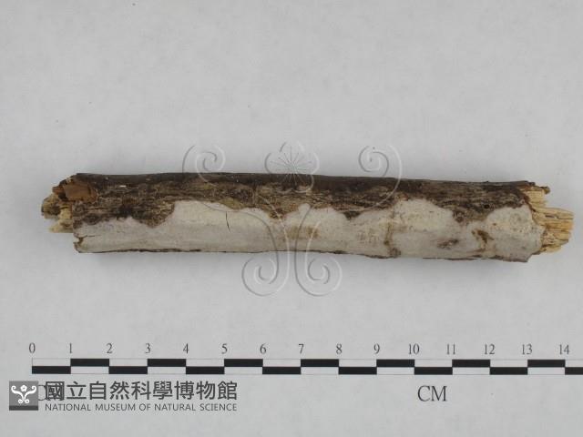 登錄號:F0024997藏品圖，第4張