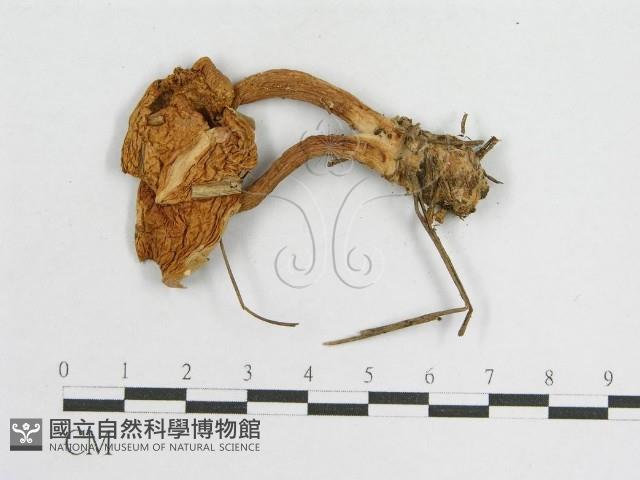 登錄號:F0002697藏品圖，第4張