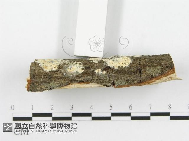 登錄號:F0020497藏品圖，第4張