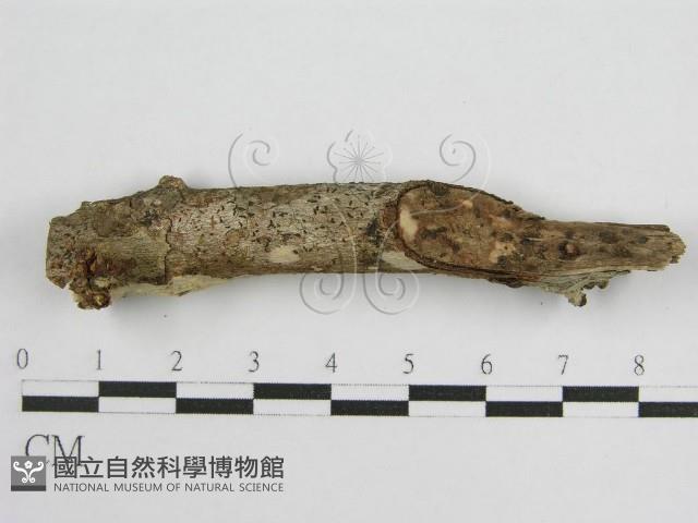 登錄號:F0010497藏品圖，第4張