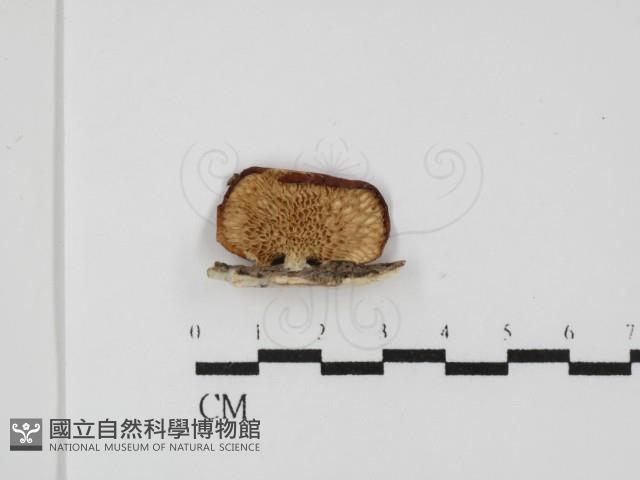 登錄號:F0031497藏品圖，第4張