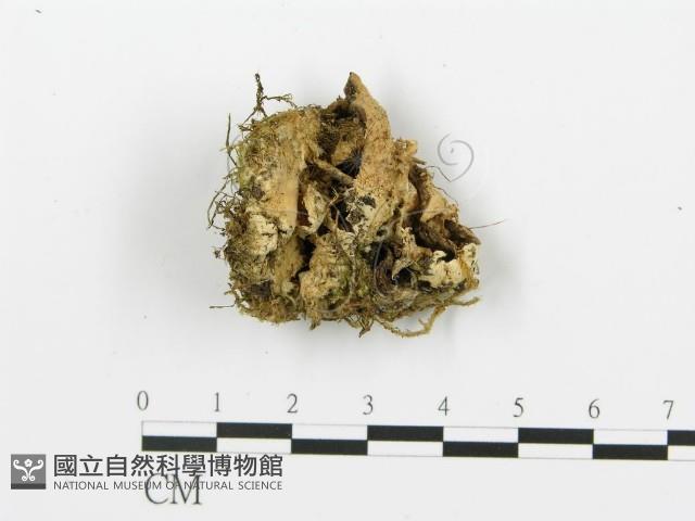 煙管菌藏品圖，第4張