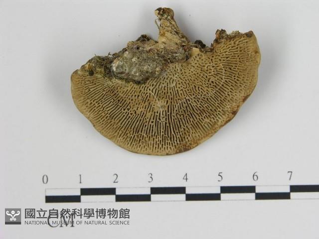 登錄號:F0019797藏品圖，第4張