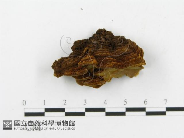 登錄號:F0010597藏品圖，第4張