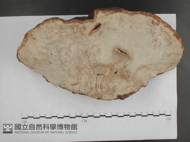 登錄號:F0001597藏品圖，第4張