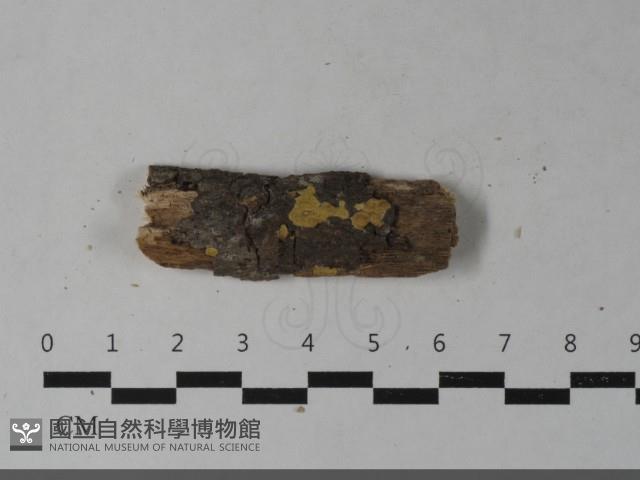 登錄號:F0033597藏品圖，第4張