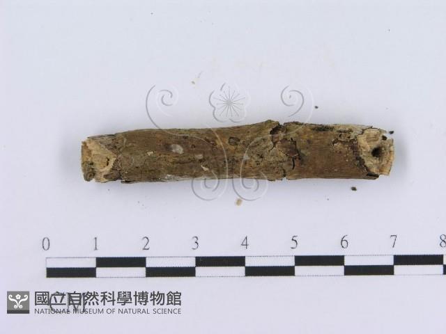 登錄號:F0010197藏品圖，第4張