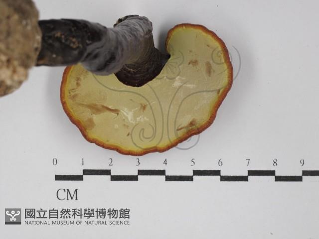 登錄號:F0025197藏品圖，第4張