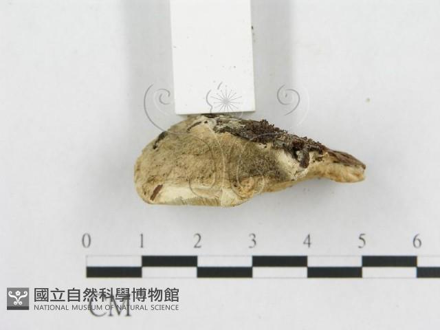 登錄號:F0014097藏品圖，第4張