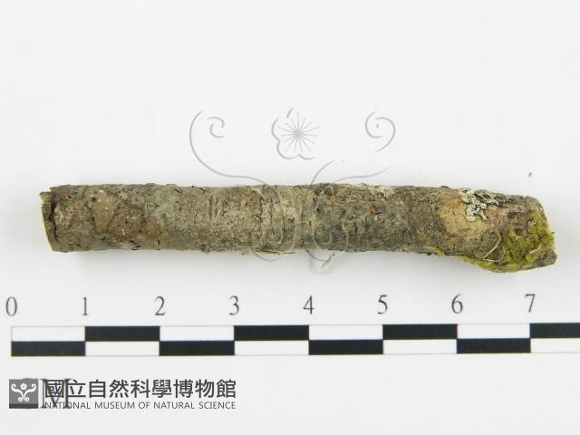登錄號:F0012097藏品圖，第4張