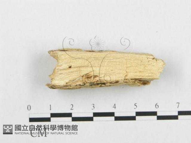 登錄號:F0007097藏品圖，第4張