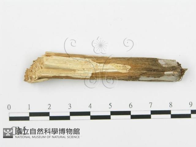 登錄號:F0005097藏品圖，第4張