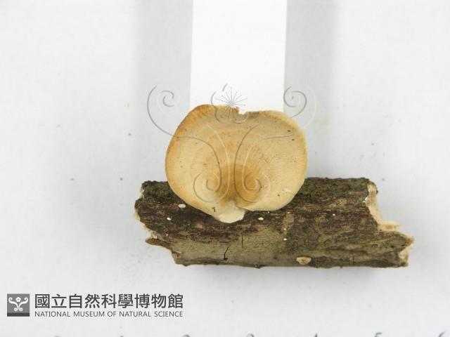 多孔菌屬藏品圖，第4張