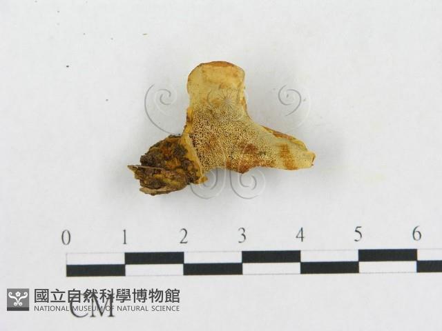 登錄號:F0006287藏品圖，第4張