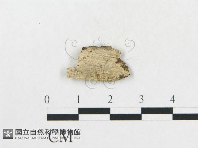 登錄號:F0017287藏品圖，第4張