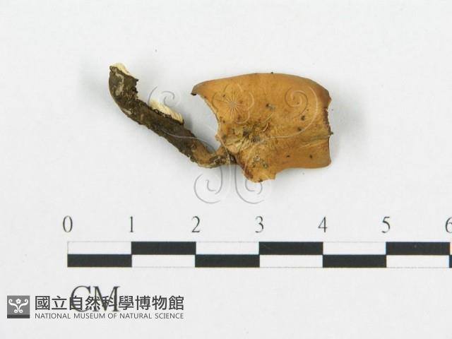 登錄號:F0018887藏品圖，第4張