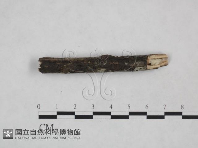 登錄號:F0024887藏品圖，第4張