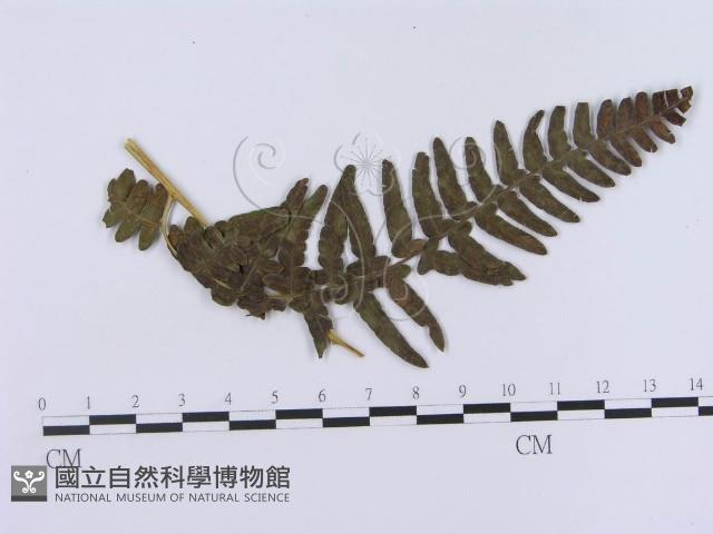 登錄號:F0018987藏品圖，第4張
