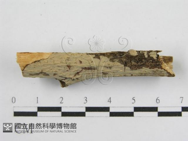 登錄號:F0011987藏品圖，第4張