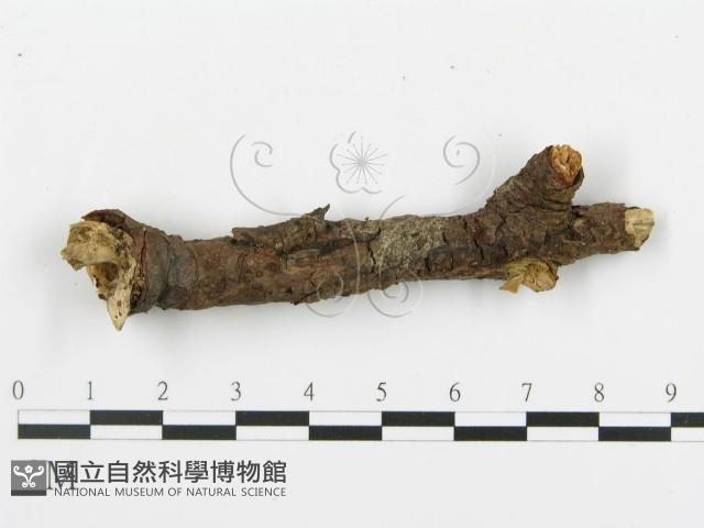 登錄號:F0004987藏品圖，第4張