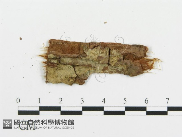 串擔革菌屬藏品圖，第4張
