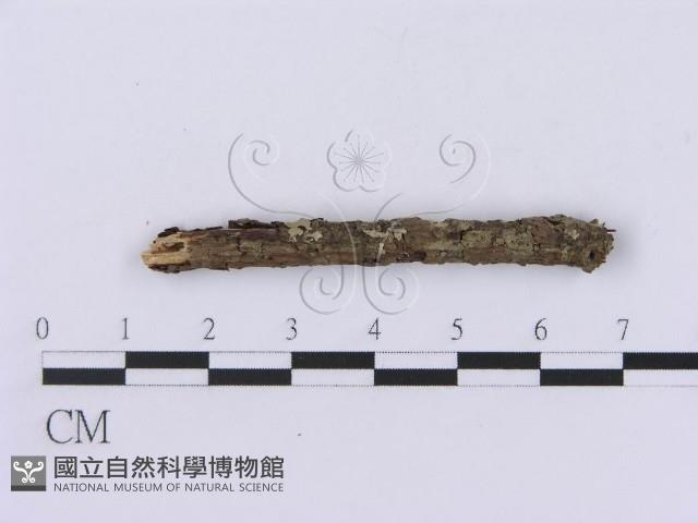 登錄號:F0002987藏品圖，第4張