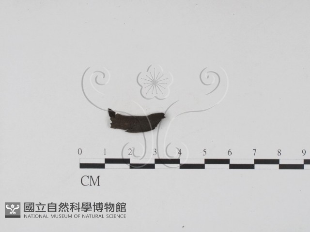登錄號:F0007687藏品圖，第4張