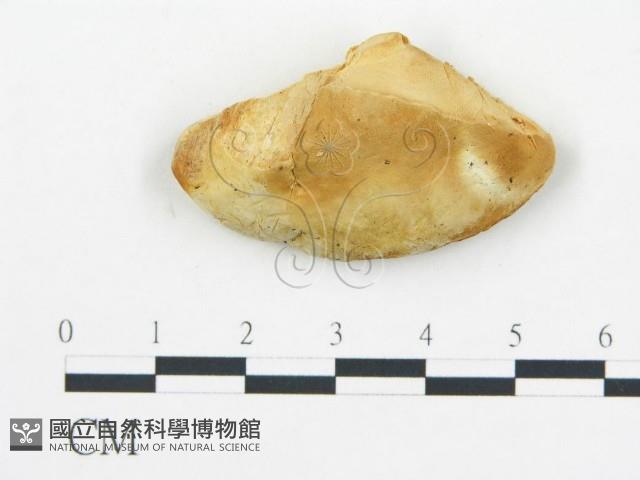 薄孔菌屬藏品圖，第4張