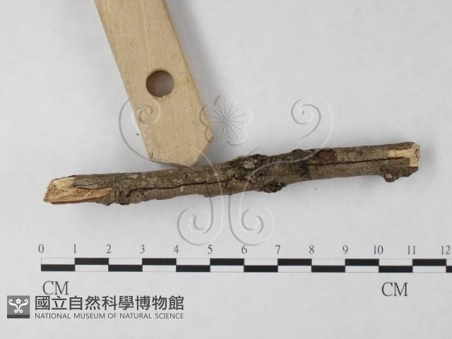 刺革菌屬藏品圖，第4張