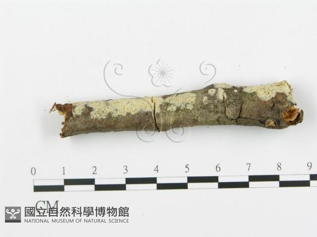 登錄號:F0013687藏品圖，第4張