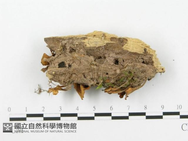 登錄號:F0020487藏品圖，第4張