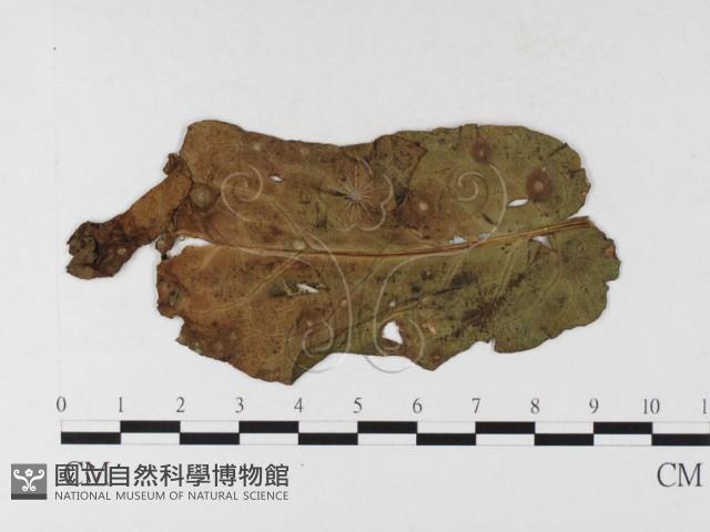 登錄號:F0026487藏品圖，第4張