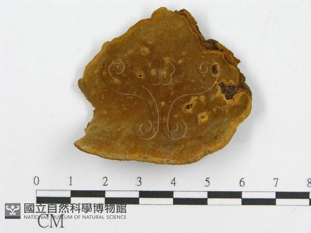 登錄號:F0016487藏品圖，第4張