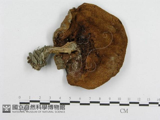 登錄號:F0005487藏品圖，第4張