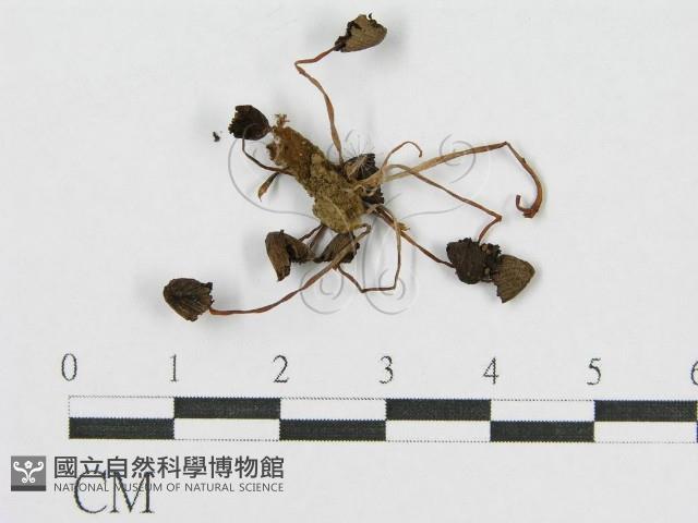 登錄號:F0003487藏品圖，第4張