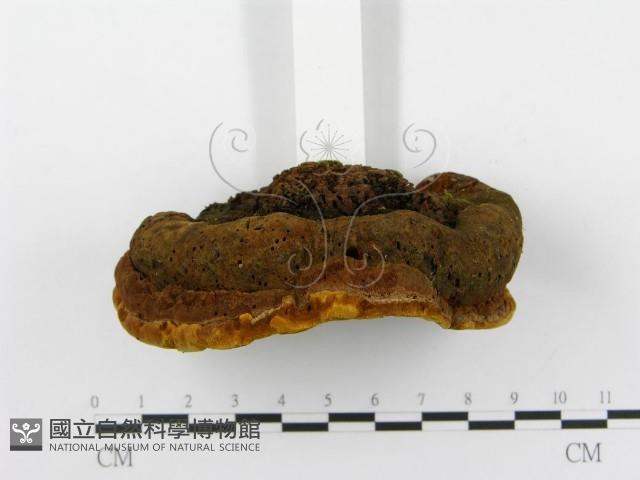 登錄號:F0014787藏品圖，第4張
