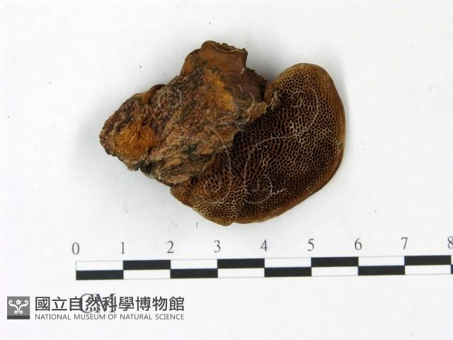 登錄號:F0022787藏品圖，第4張