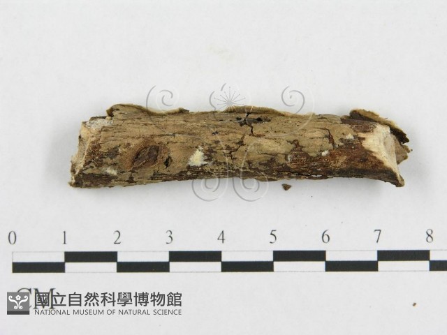 登錄號:F0007787藏品圖，第4張