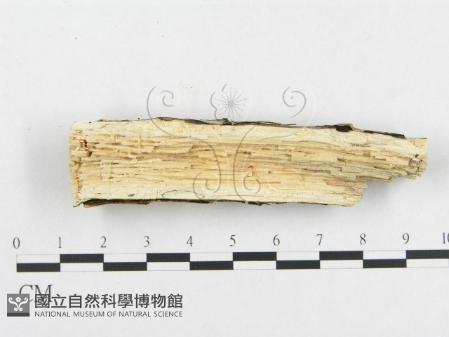 孔韌菌屬藏品圖，第4張