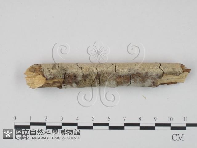 登錄號:F0010087藏品圖，第4張